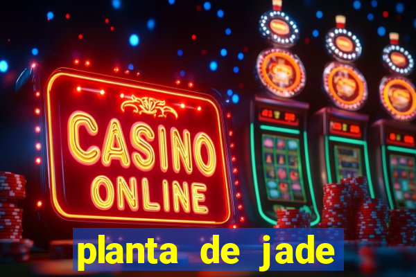 planta de jade significado espiritual